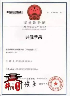 水果爱好者的福音 国家地理标志产品“井陉苹果”上市，代理代办全面启动